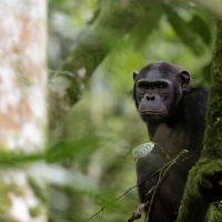 nyungwe-national-park-49198568916-o