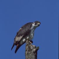 27-bird-3a_49198475381_o 27-bird-3a-49198475381-o