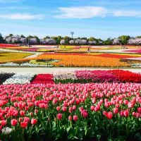 eine-schöne-blumenfarm-mit-einer-vielzahl-von-frühlingsblumen