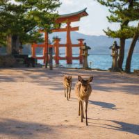 hirsche--insel-miyajima