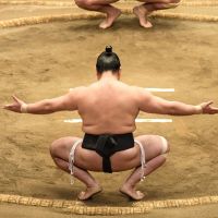 sumo