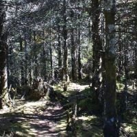 forest.jpg
