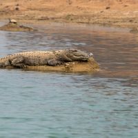 64---krokodil-in-indien-800x512