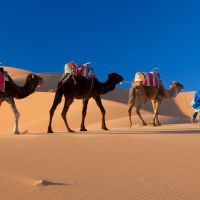 wüstenkamelzug,-wüste-sahara,-marokko