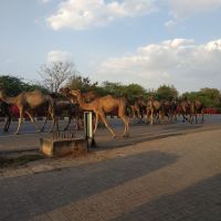 aaa-31_Camel aaa-31-camel