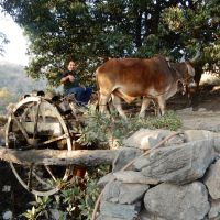 aaa-99-ranakpur