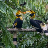 nashornvogel-800x533