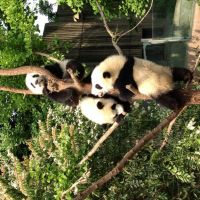 pandabaere-800x600.jpg