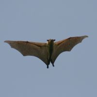flughund-1.jpg