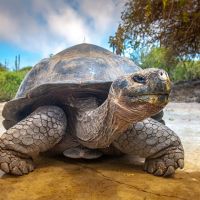 tag18galapagos