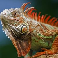 tag20-galapagos