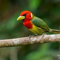 mindo-tandayapa-red-headed-barbet-fauna-20
