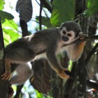 tena-archidona-hakuna-matata-fauna-1-(45).jpg