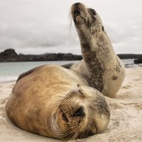 galapagos-sea-lion-14
