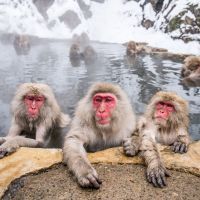 Schneeaffen in Jigokudani schneeaffen-in-jigokudani