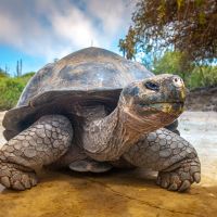 Riesenschildkröte Galapagos riesenschildkröte-galapagos
