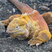 Echse auf den Galapagos echse-auf-den-galapagos