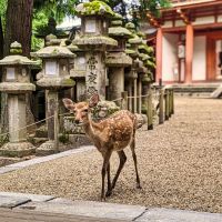 Copy of Nara_Reh copy-of-nara-reh