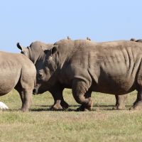 wildlife-img-0078.jpg