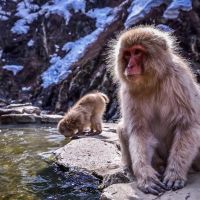 japan-jigokudani-snow-monkeys-29
