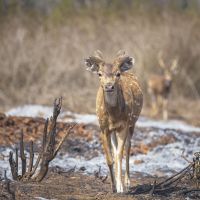 420-kabini