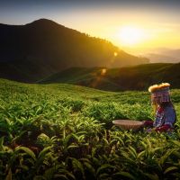cameron-highlands,-malaysia-800x533