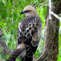 1024px-Crested_Hawk_Eagle_at_Bundala_National_Park 1024px-crested-hawk-eagle-at-bundala-national-park