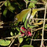 1024px-zosterops-ceylonensis-in-horton-plains-1