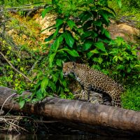 jaguar-im-dschungel-von-surinam