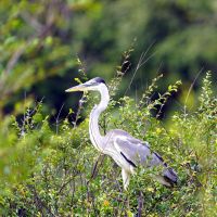 cocoi-heron-(ardea-cocoi)-ardeidae-family.-amazon-rainforest,-brazil