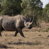 ol-pejeta-rhino