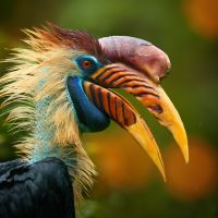 farbenprächtiger,-in-indonesien-heimischer-hornvogel