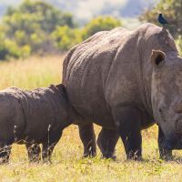 nashorn-im-solio-game-reserve-(1)