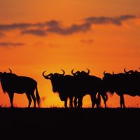 large-wildebeast-sunset---resized