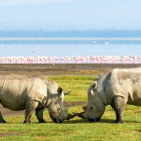 nakuru-rhinos