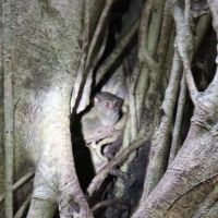 id-sulawesi-nord-tangkoko-kobold-e