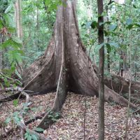 id-sulawesi-nord-tangkoko-baum-e.jpg