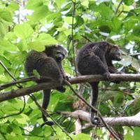 id-sulawesi-nord-tangkoko-kuskus-e