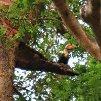id-sulawesi-nord-tangkoko-hornvogel-e