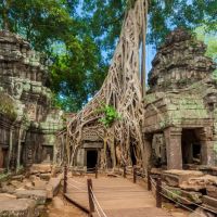 kamb-ta-prohm-800x533