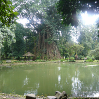id-java-bogor-botanischergarten-sm-800x600