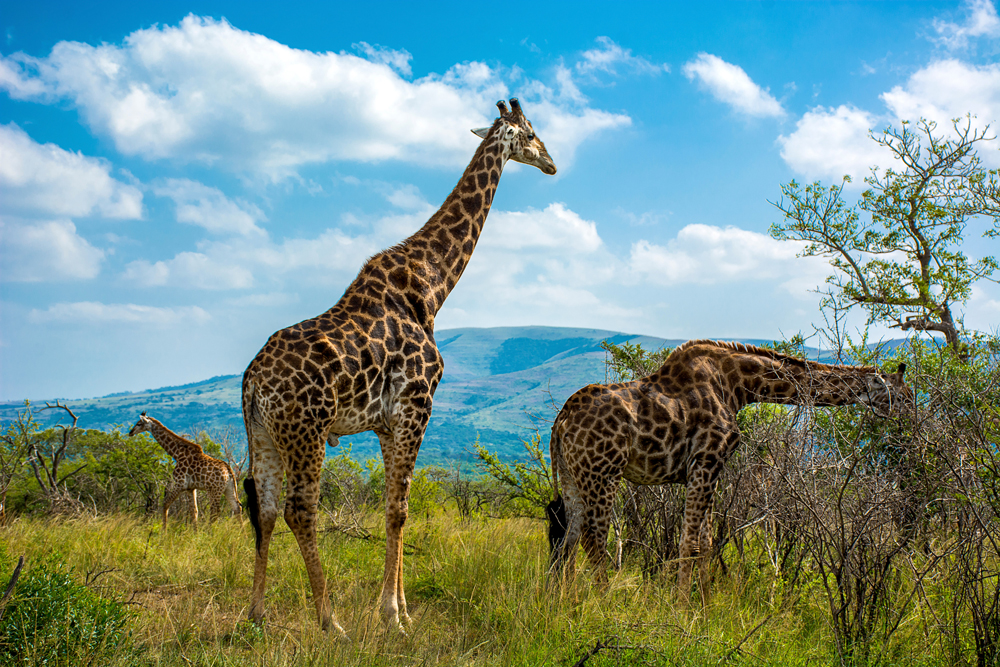 Hluhluwe Imfolzie Nationalpark Giraffen