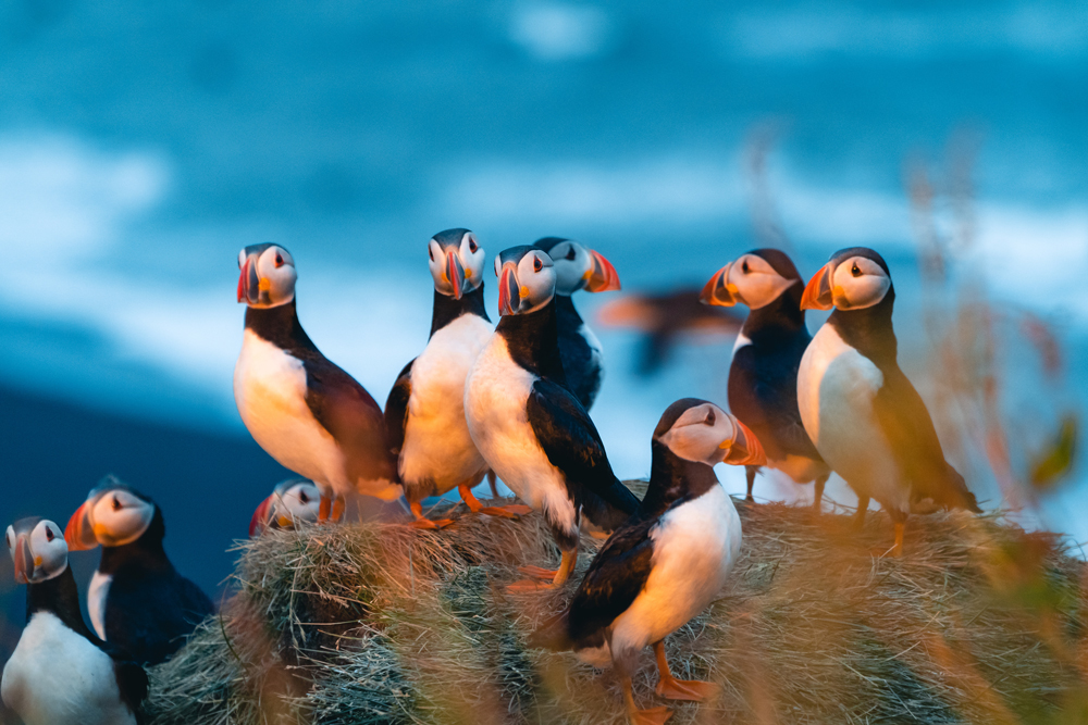 Papageientaucher in Norwegen