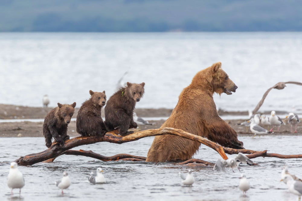 Braunbär Familie in Kamtschatka