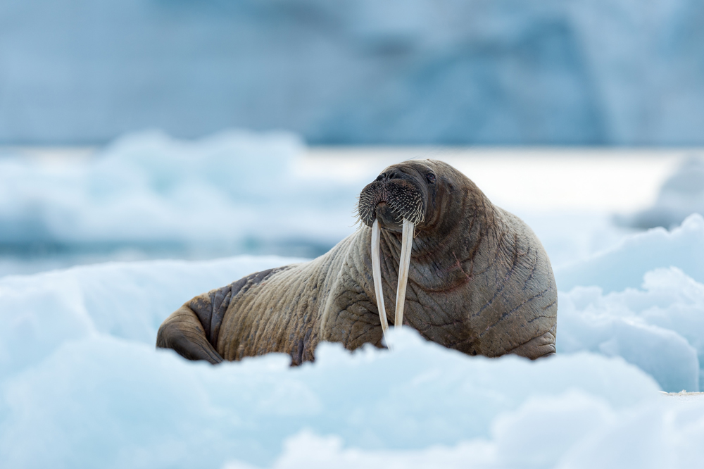 Wallross in Spitzbergen