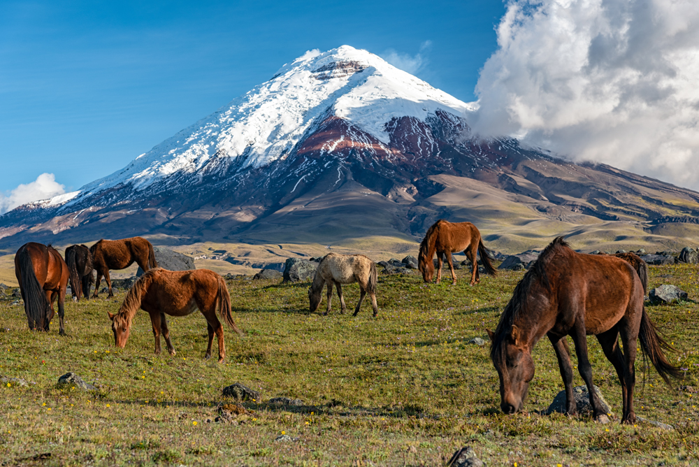 Cotopaxi