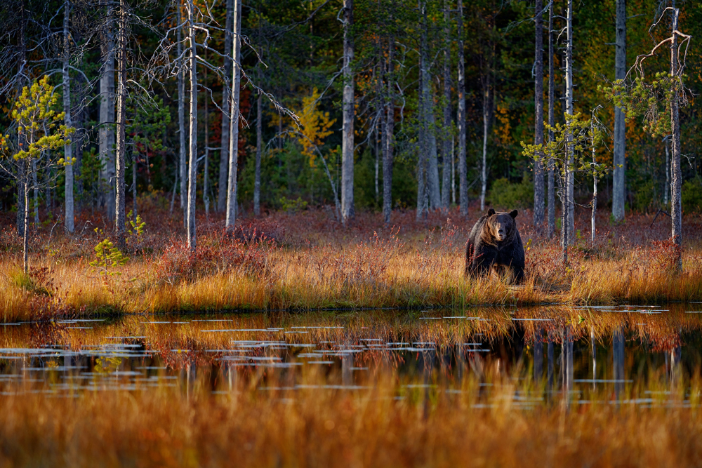 Bär am See