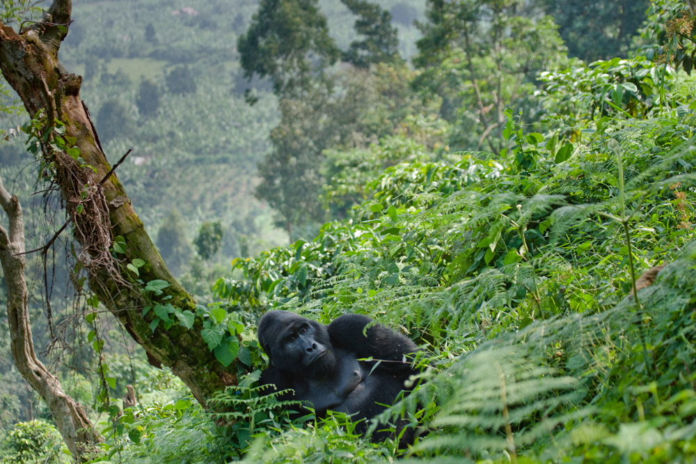 Berggorilla in Bwindi