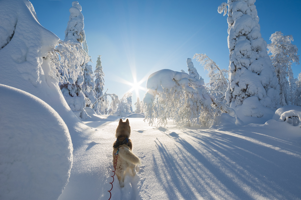 Husky in Norwegen