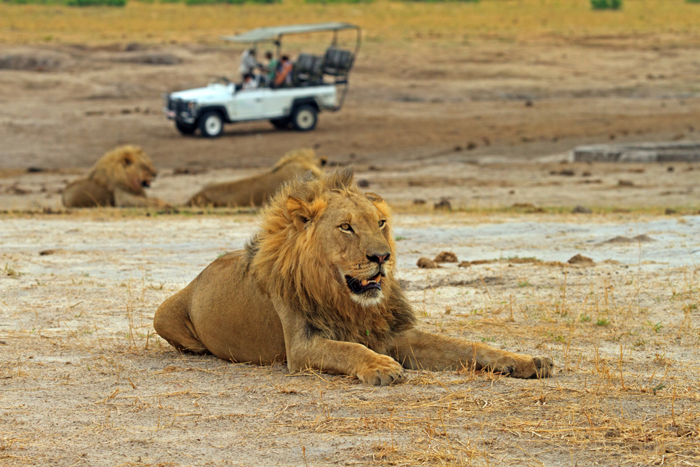 Löwe in Simbabwe